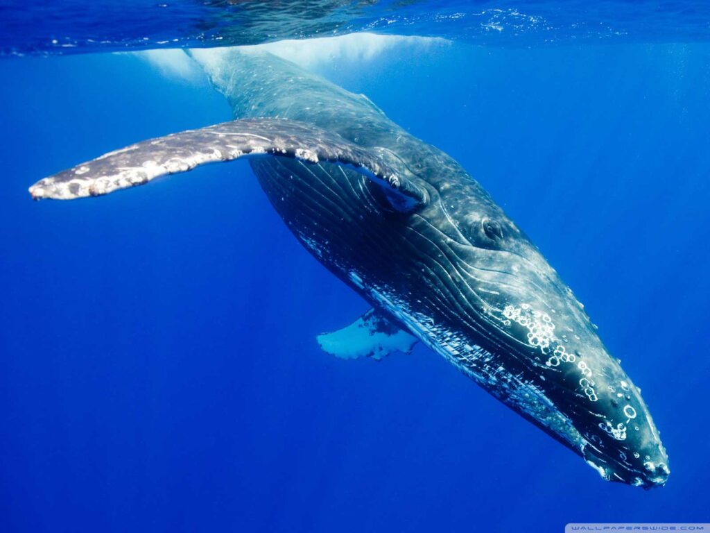 Humpback