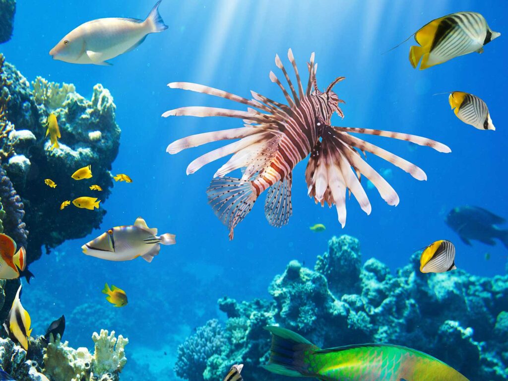 Lionfish